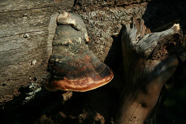 Schliffkopf 2007 Bild Nr 08